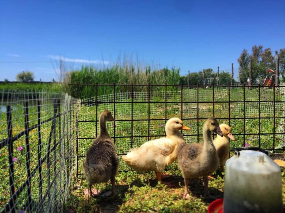 Camping Village Tuscia Tirrenica Tarquinia Dış mekan fotoğraf