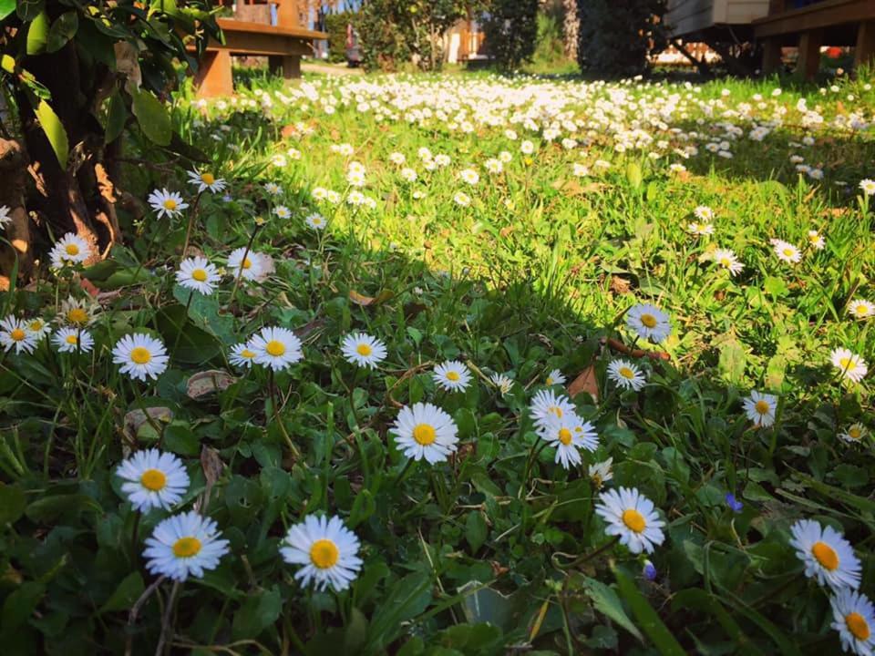 Camping Village Tuscia Tirrenica Tarquinia Dış mekan fotoğraf